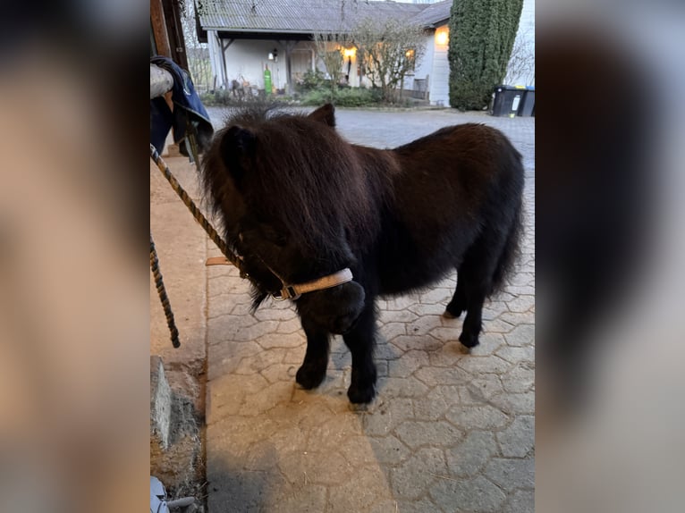 Ponis Shetland Yegua 1 año Negro in Oberzissen