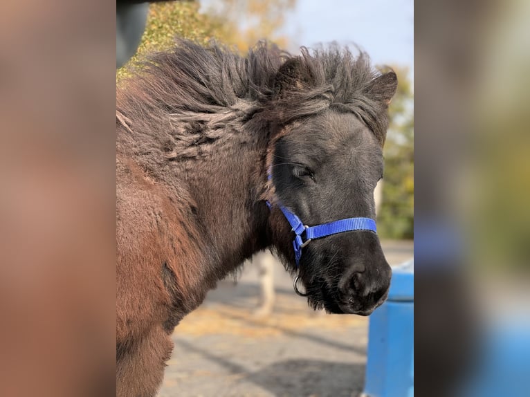 Ponis Shetland Yegua 1 año Negro in Oberzissen