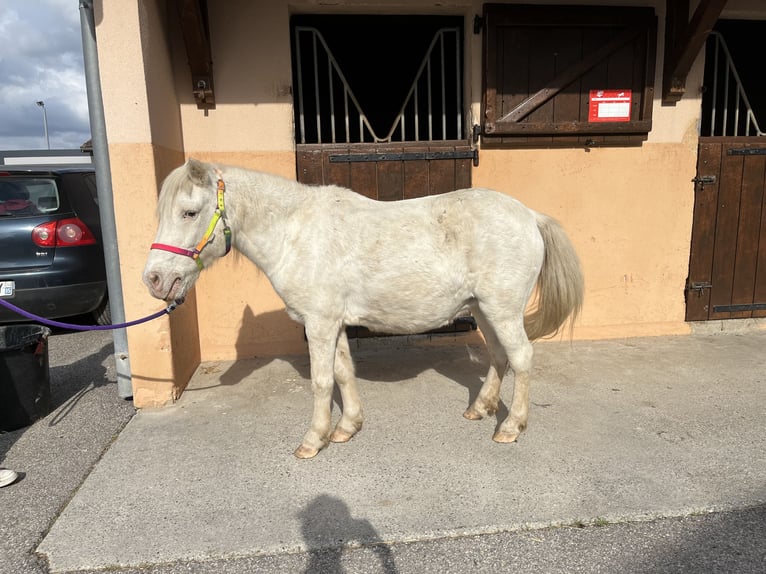 Ponis Shetland Yegua 20 años 112 cm White/Blanco in CourtenayMorestel