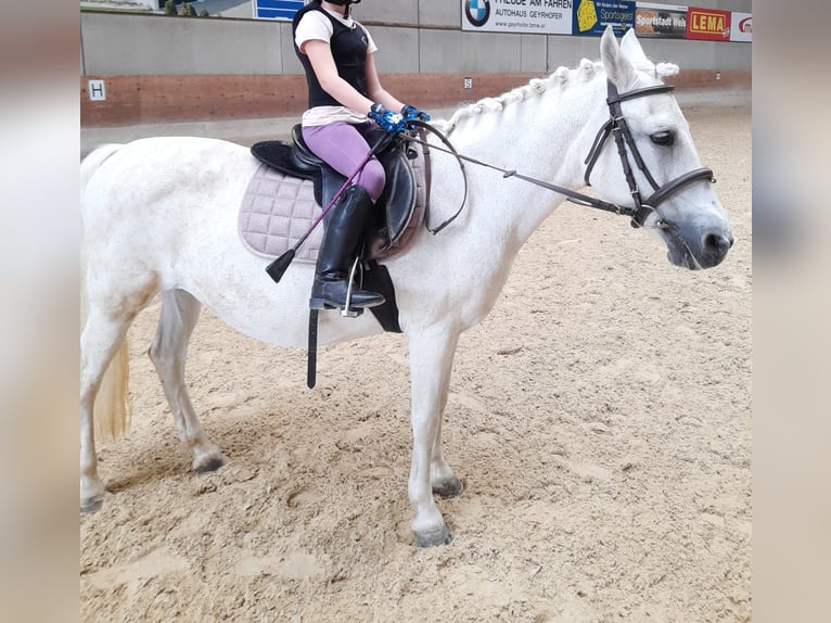 Ponis Shetland Mestizo Yegua 20 años 130 cm White/Blanco in Wels
