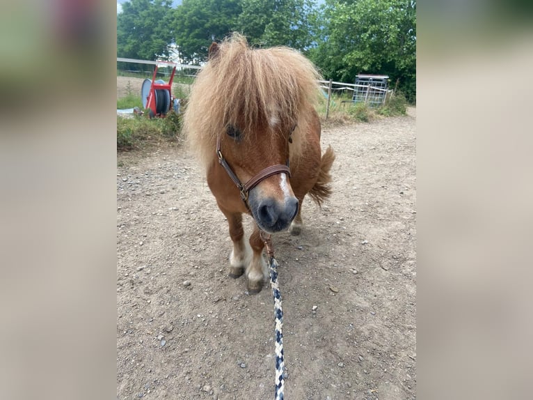 Ponis Shetland Yegua 20 años 78 cm Alazán in Freiburg im BreisgauFreiburg