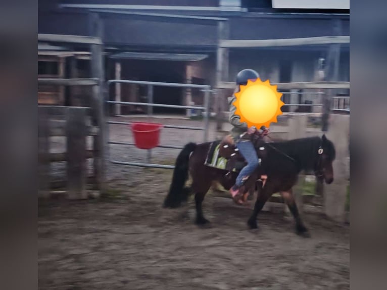 Ponis Shetland Yegua 22 años 105 cm  in Tirol