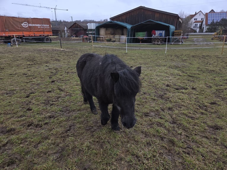 Ponis Shetland Yegua 27 años 100 cm Negro in Rottenburg am Neckar