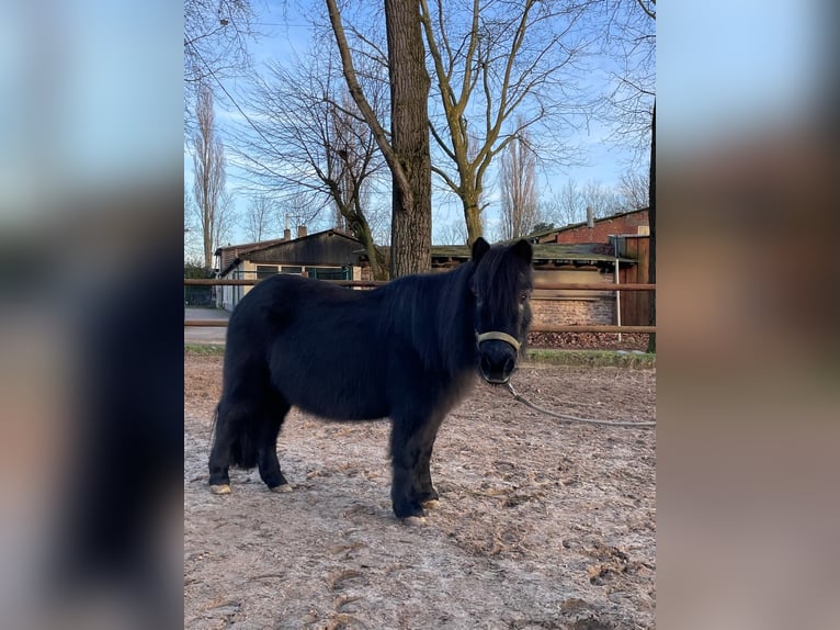 Ponis Shetland Yegua 29 años Negro in Köln