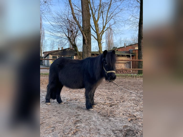 Ponis Shetland Yegua 29 años Negro in Köln