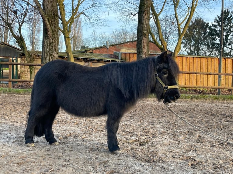 Ponis Shetland Yegua 29 años Negro in Köln