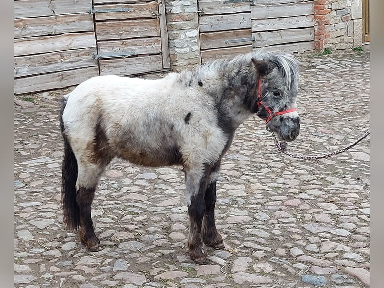 Ponis Shetland Yegua 2 años 100 cm Atigrado/Moteado in Hörsingen