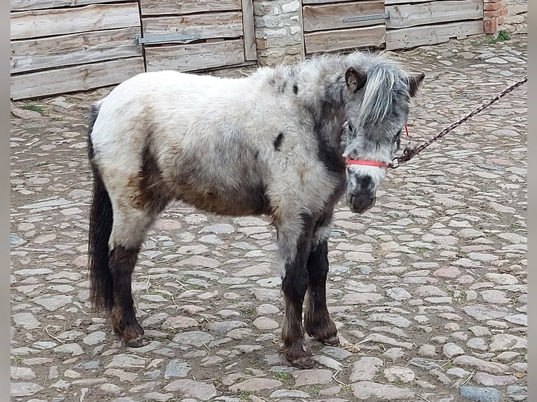 Ponis Shetland Yegua 2 años 100 cm Atigrado/Moteado in Hörsingen