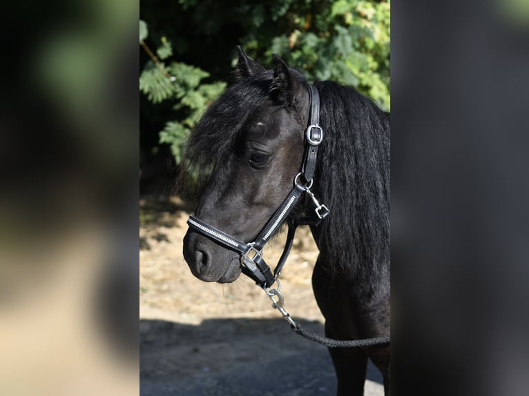 Ponis Shetland Yegua 2 años 105 cm Negro in Geilenkirchen