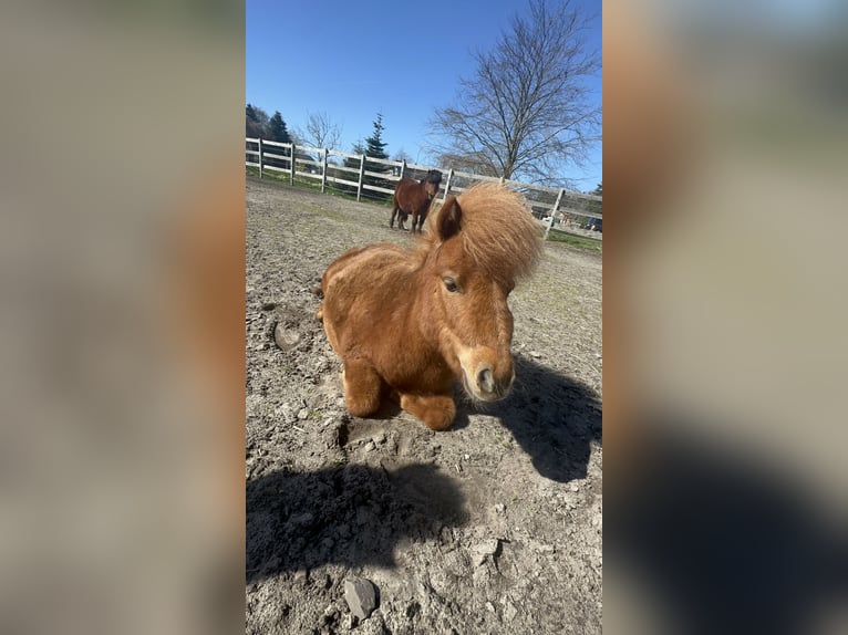 Ponis Shetland Yegua 2 años 75 cm Alazán in Bordelum