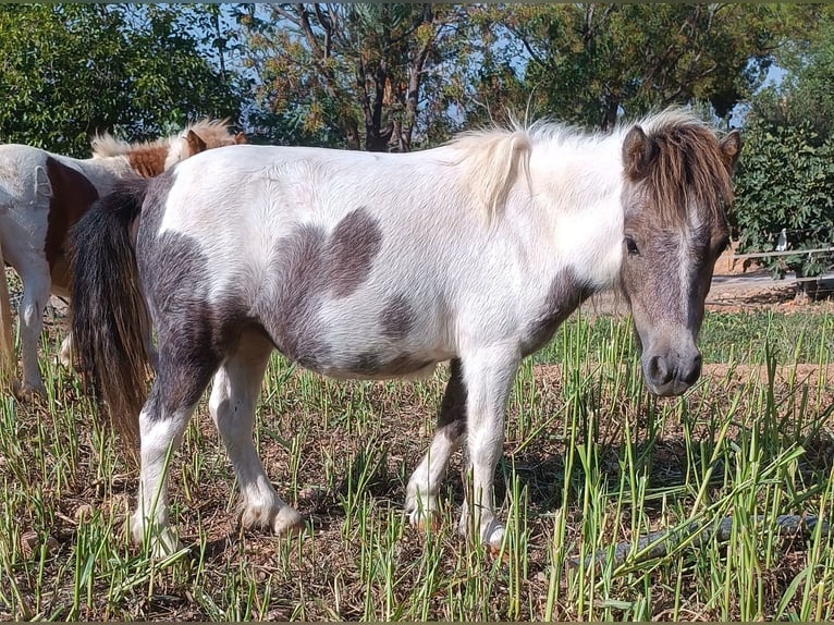 Ponis Shetland Yegua 2 años 75 cm Pío in Illar