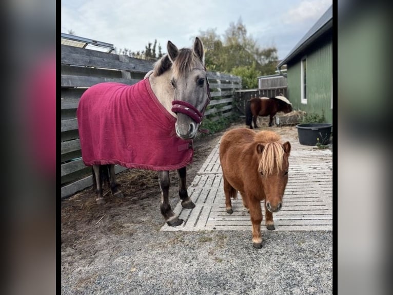 Ponis Shetland Yegua 2 años 80 cm Alazán in Bordelum