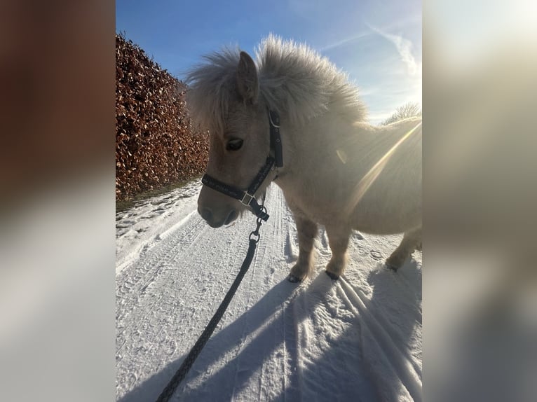 Ponis Shetland Yegua 2 años 80 cm Alazán in Bordelum