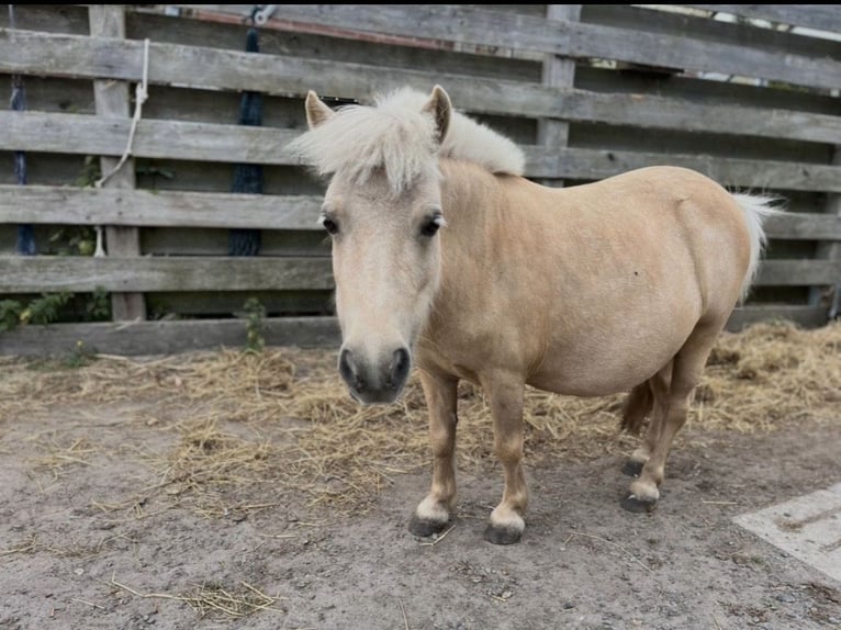 Ponis Shetland Yegua 2 años 80 cm Alazán in Bordelum
