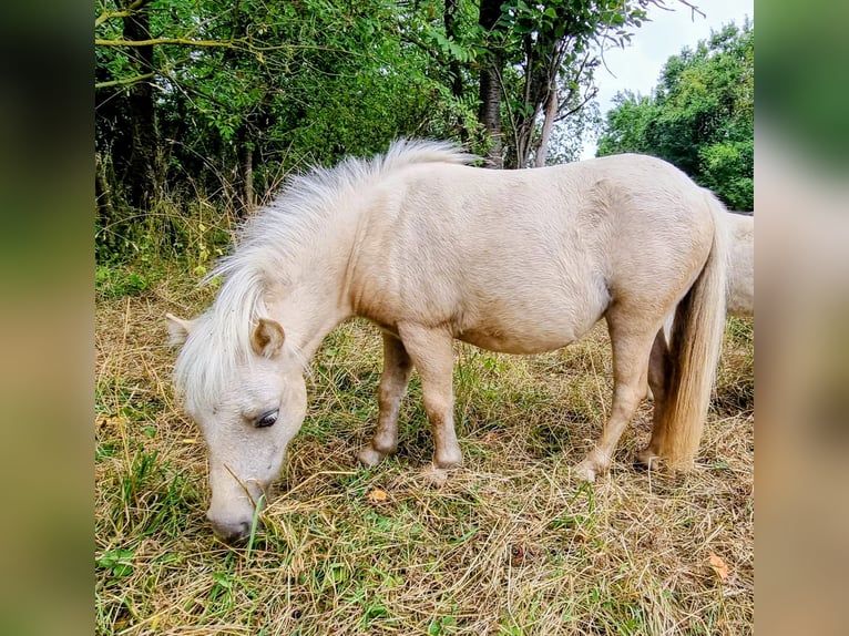 Ponis Shetland Yegua 2 años Palomino in Eisenach