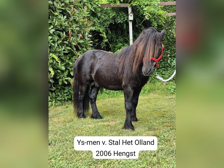 Ponis Shetland Yegua 2 años White/Blanco in Veghel