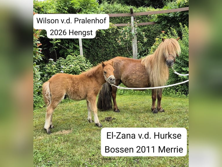 Ponis Shetland Yegua 2 años White/Blanco in Veghel