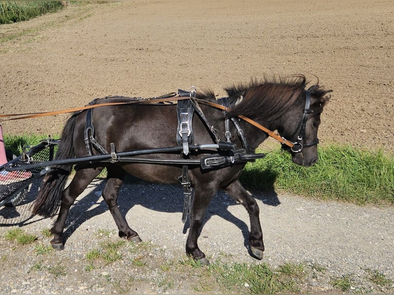 Ponis Shetland Yegua 3 años 100 cm Morcillo in Nellingen