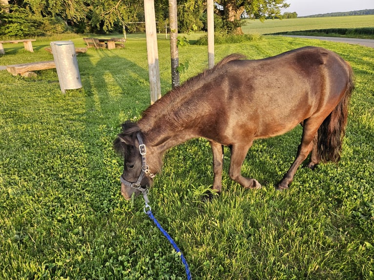 Ponis Shetland Yegua 3 años 100 cm Morcillo in Nellingen