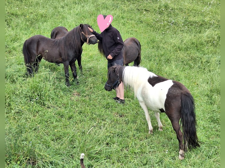 Ponis Shetland Yegua 3 años 100 cm Pío in Argenbühl