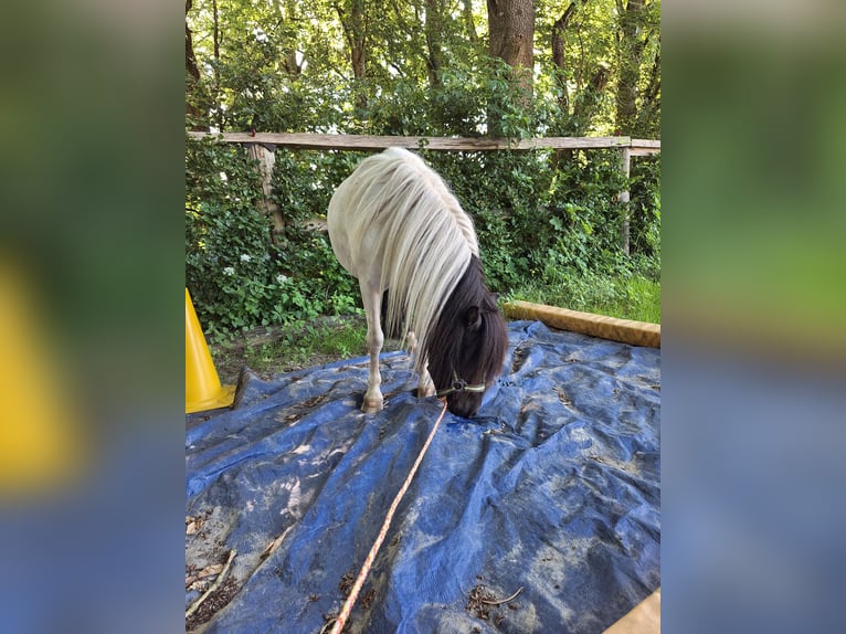 Ponis Shetland Yegua 3 años 100 cm Pío in Argenbühl
