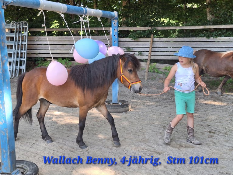 Ponis Shetland Yegua 3 años 100 cm Pío in Argenbühl