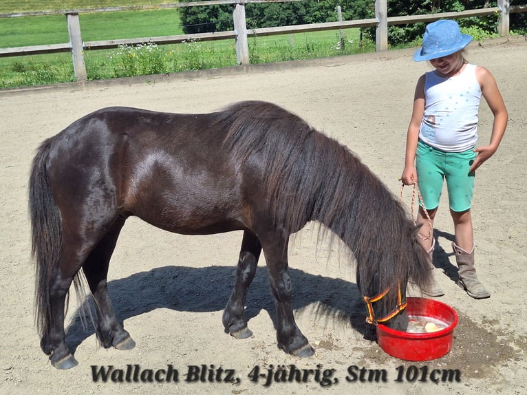 Ponis Shetland Yegua 3 años 100 cm Pío in Argenbühl