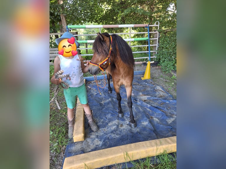 Ponis Shetland Yegua 3 años 100 cm Pío in Argenbühl
