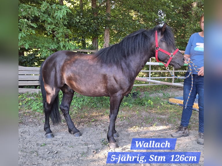 Ponis Shetland Yegua 3 años 100 cm Pío in Argenbühl