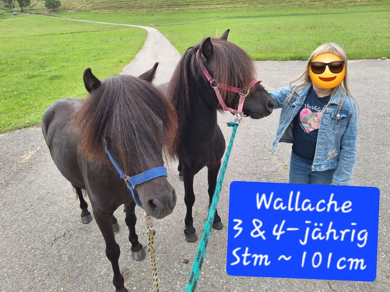 Ponis Shetland Yegua 3 años 100 cm Pío in Argenbühl