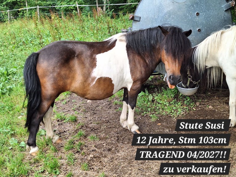Ponis Shetland Yegua 3 años 100 cm Pío in Argenbühl