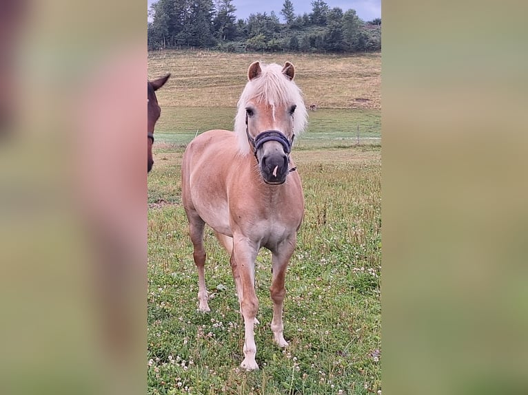 Ponis Shetland Yegua 3 años 100 cm Pío in Argenbühl