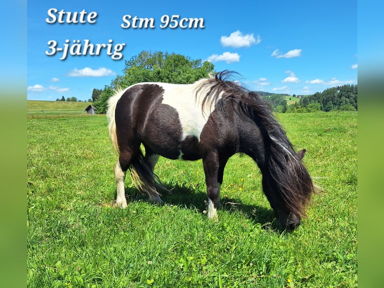 Ponis Shetland Yegua 3 años 100 cm Pío in Argenbühl