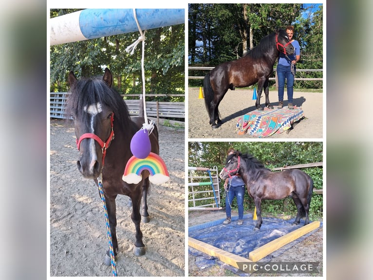 Ponis Shetland Yegua 3 años 100 cm Pío in Argenbühl