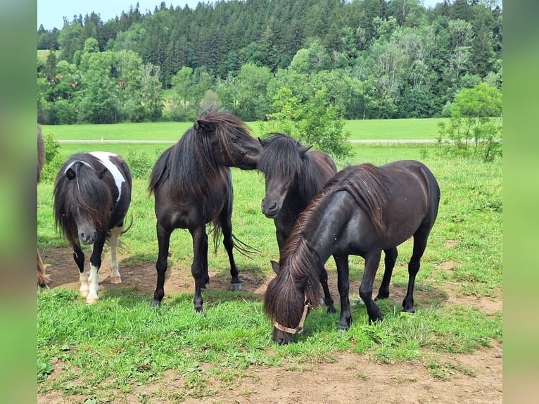 Ponis Shetland Yegua 3 años 100 cm Pío in Argenbühl
