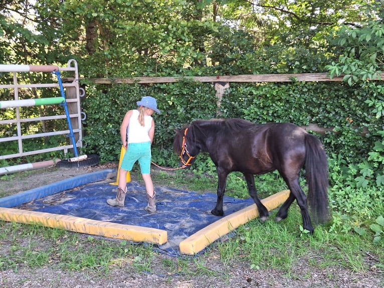 Ponis Shetland Yegua 3 años 100 cm Pío in Argenbühl