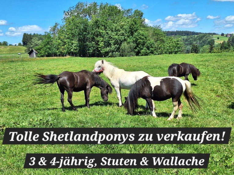 Ponis Shetland Yegua 3 años 100 cm Pío in Argenbühl