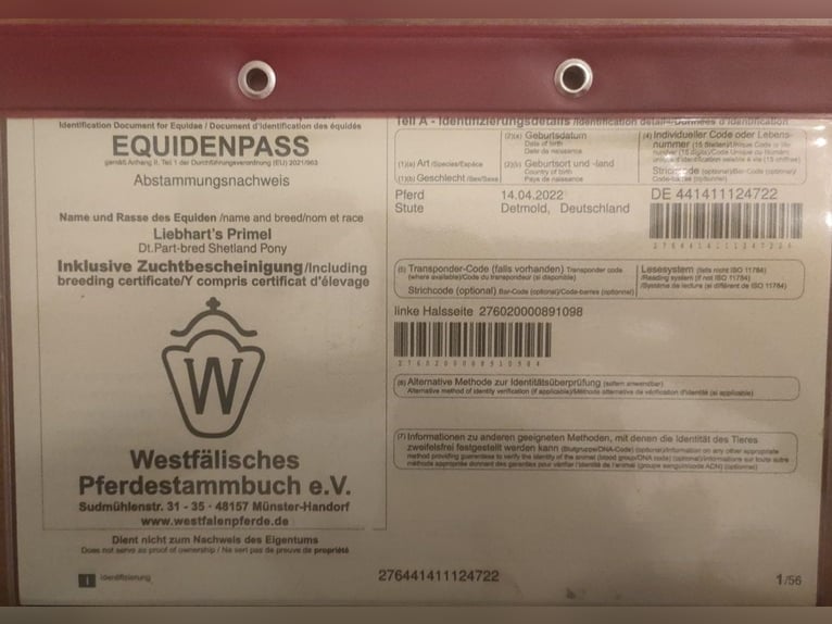 Ponis Shetland Yegua 3 años 103 cm Negro in Rehburg-Loccum