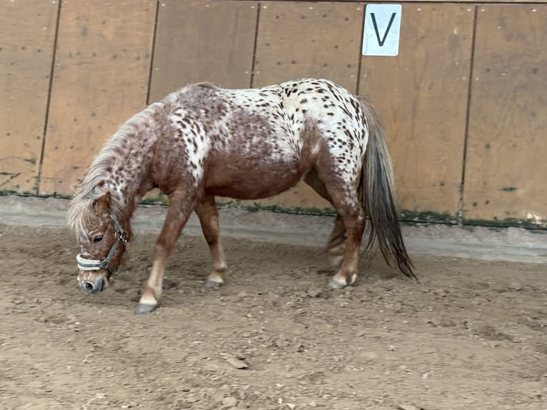 Ponis Shetland Yegua 3 años 105 cm Atigrado/Moteado in Penig