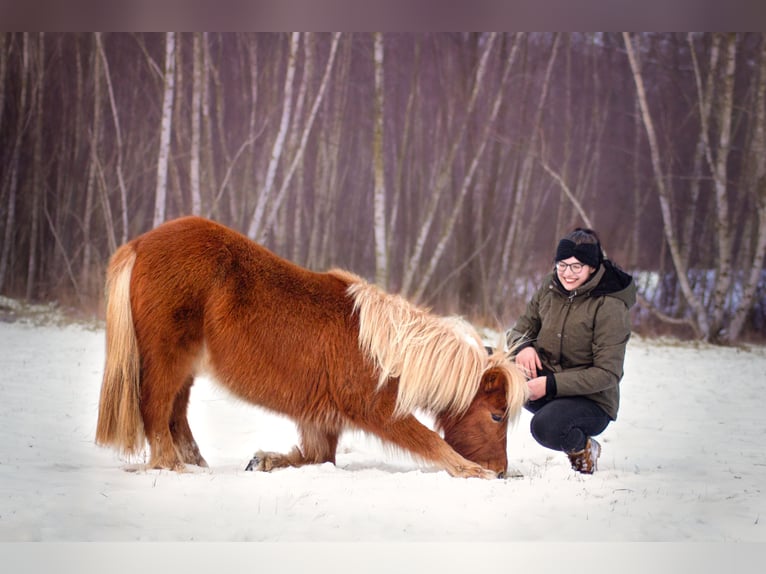 Ponis Shetland Yegua 3 años 107 cm Alazán in Annaburg