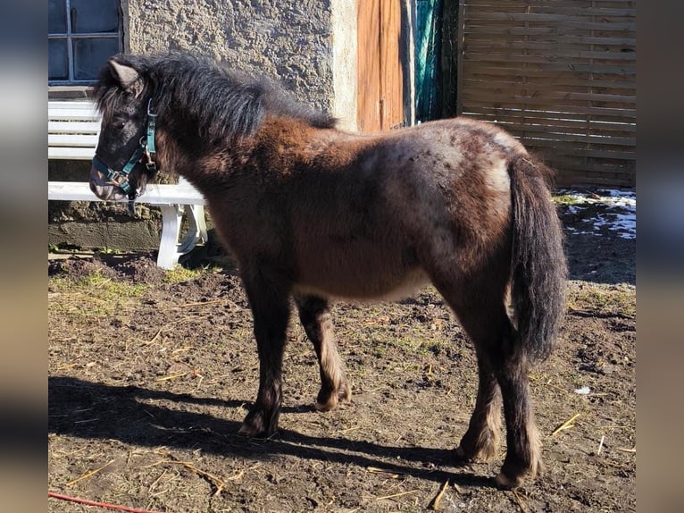 Ponis Shetland Yegua 3 años 108 cm Atigrado/Moteado in Gadebusch