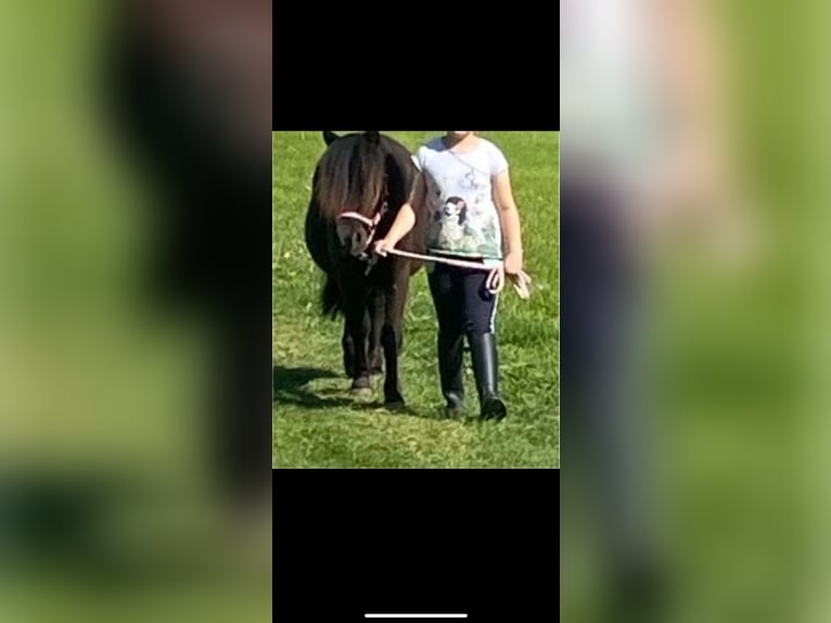 Ponis Shetland Yegua 3 años 109 cm Negro in Koblenz