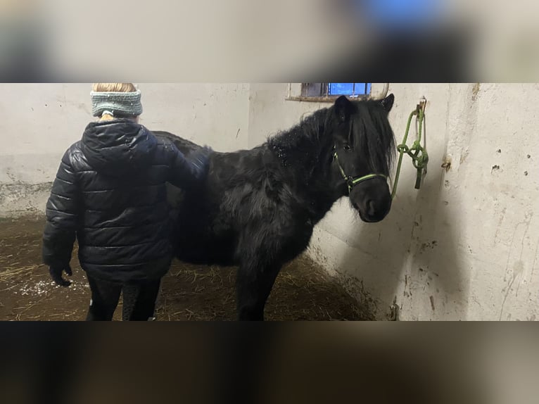 Ponis Shetland Yegua 3 años 109 cm Negro in Koblenz