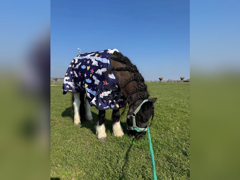 Ponis Shetland Yegua 3 años 110 cm Pío in Schoondijke