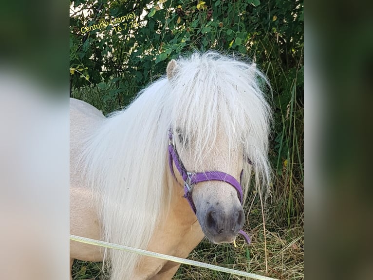 Ponis Shetland Yegua 3 años 90 cm Palomino in Himmelstadt