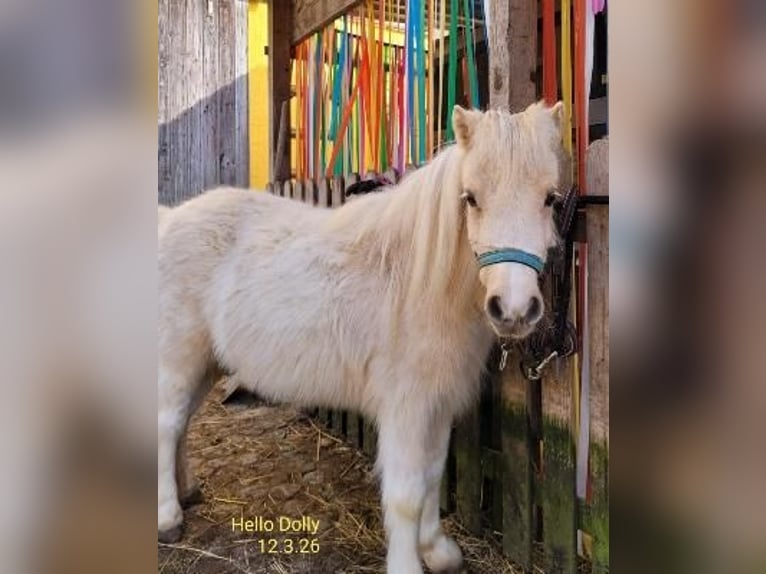 Ponis Shetland Yegua 3 años 90 cm Palomino in Himmelstadt