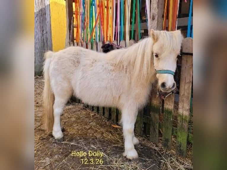 Ponis Shetland Yegua 3 años 90 cm Palomino in Himmelstadt