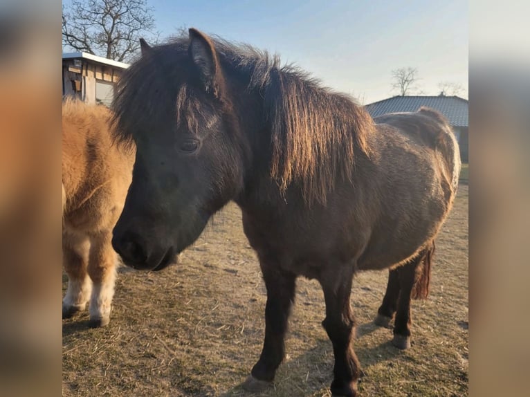 Ponis Shetland Yegua 3 años 94 cm Castaño in Colbitz