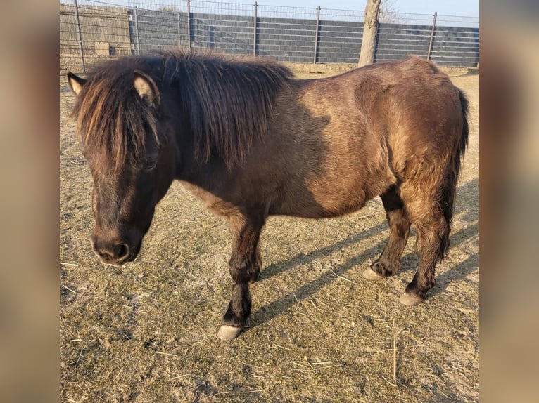 Ponis Shetland Yegua 3 años 94 cm Castaño in Colbitz