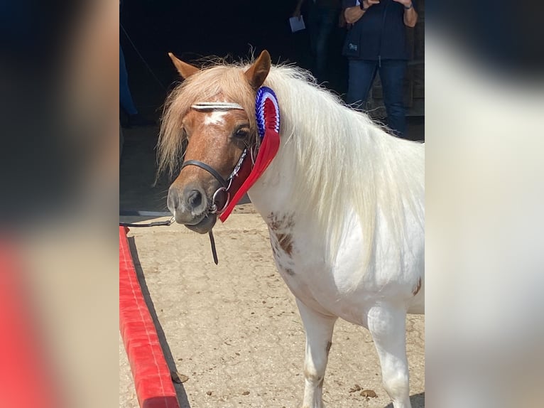 Ponis Shetland Yegua 3 años 97 cm Pío in Hamburg Lemsahl-MellingstedtHamburg